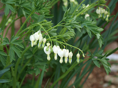 White bleeding heart