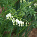 White bleeding heart