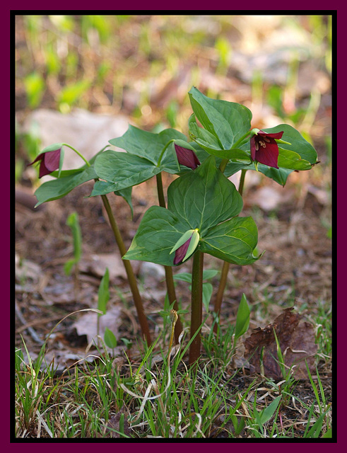 Trillium