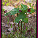 Trillium