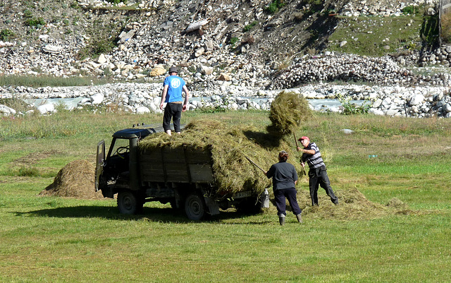 Mestia- Hay Harvesting