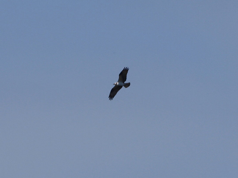 osprey