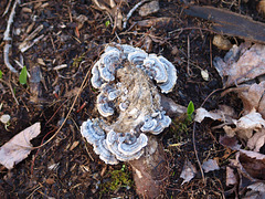 mushrooms on a stump