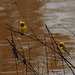 20070630-0208 Baya weaver