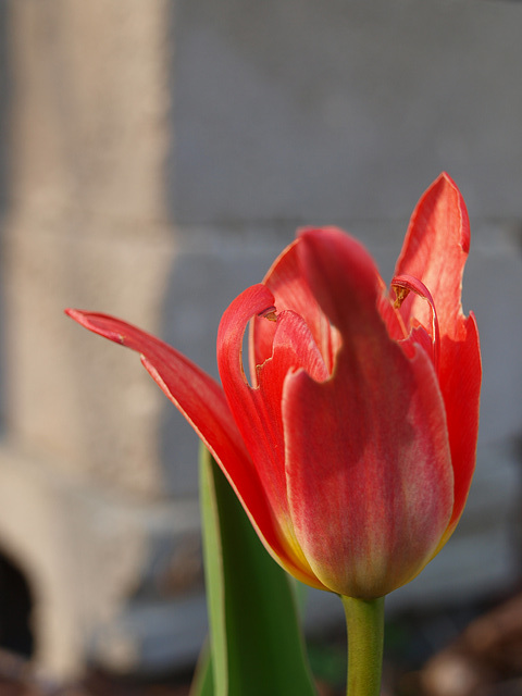 tulip in the sun