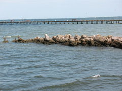 The pier, people & pelicans...