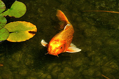 Giant Goldfish