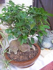 Ficus ginsens