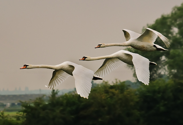 Flying in formation