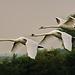 Flying in formation