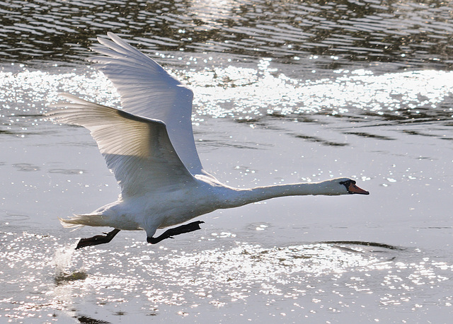 Running on water