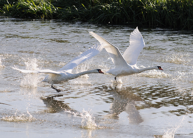 Double take off