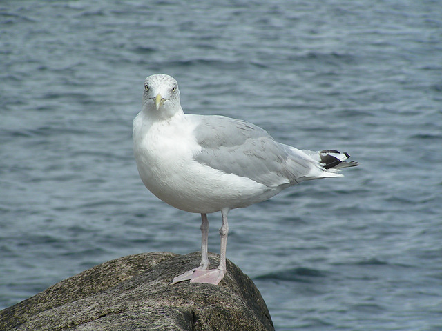 Möwe