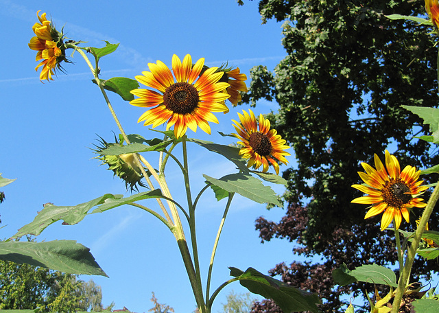 Sonne am Sommerhimmel