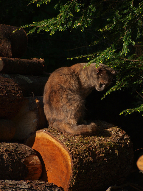 In the woodpile