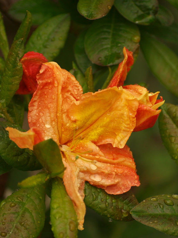 Azalea "Peachy Keen"