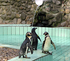 IMG 0119 Pinguine