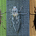 Three ways to view a bug