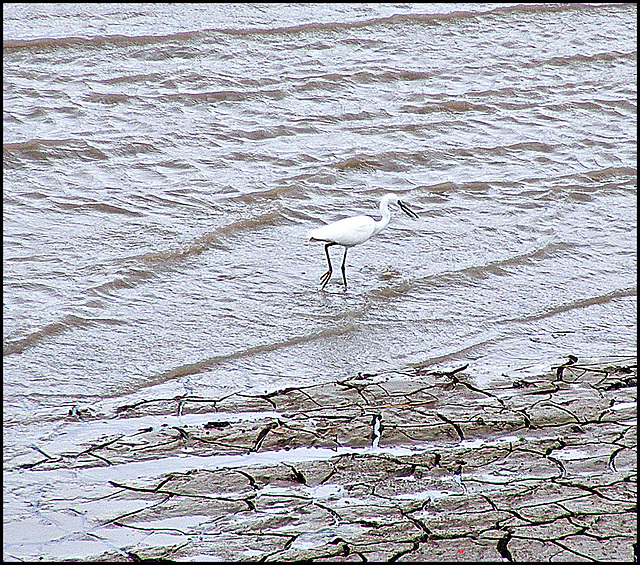 Wading