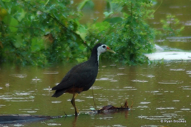 20070630-0112 White-breasted waterhen