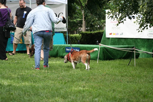 66.PrideOfPetsFunDogShow.Dupont.WDC.21June2009