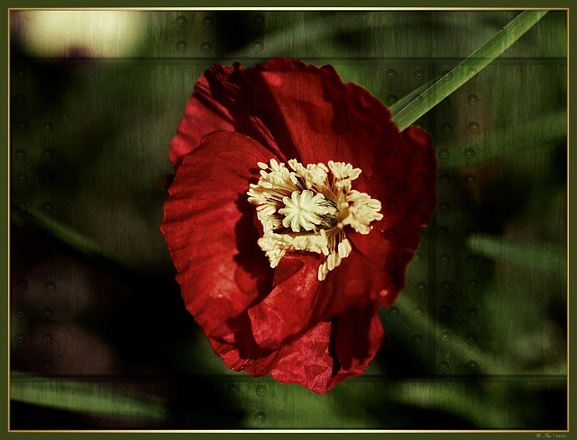 Mohn