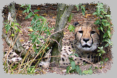 Guépard en captivité