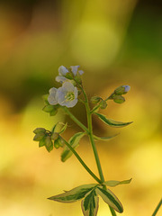 Variegated Jacobs Ladder