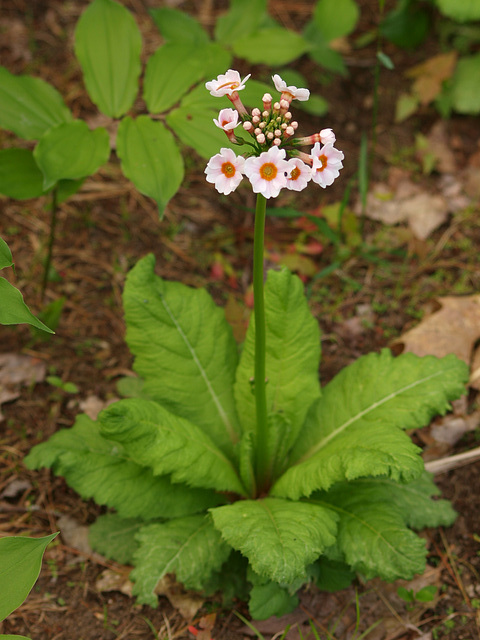 Japanese Primrose