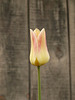 Last of the Tulips