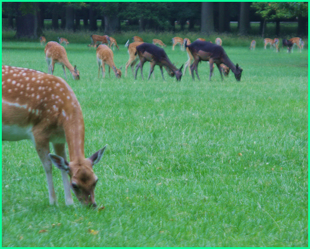 Rehe im Tiergarten Hannover