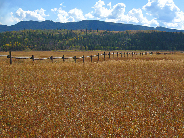 Fence Line (3707)