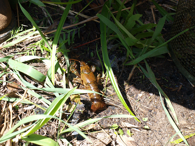 Crawdad