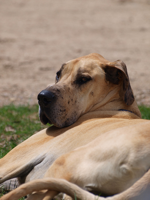 Ozzy is relaxed, no?