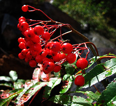 Red Berries (0591)