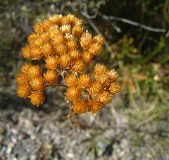 Dried Flowers (3730)