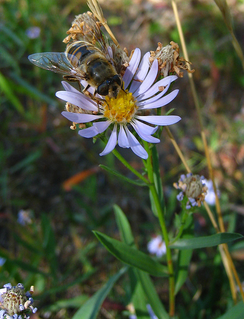 Flower &  Bee (3687)