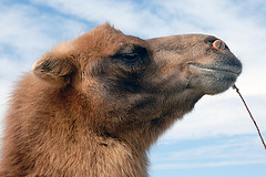 A camels side portrait