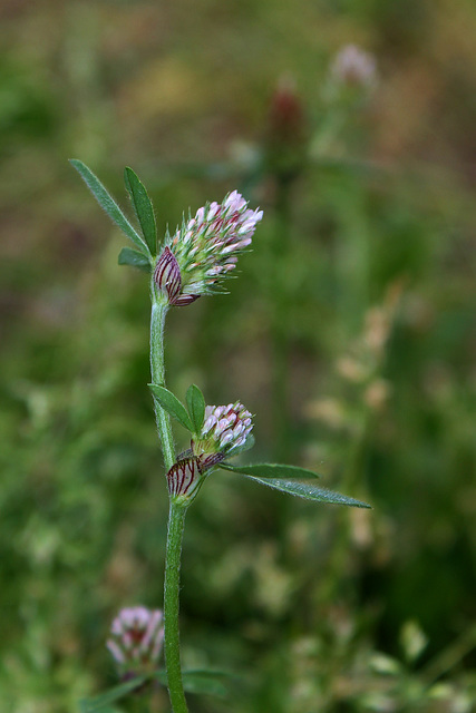 Trifolium striatum