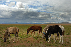 Mongolian horses rest at the veldt
