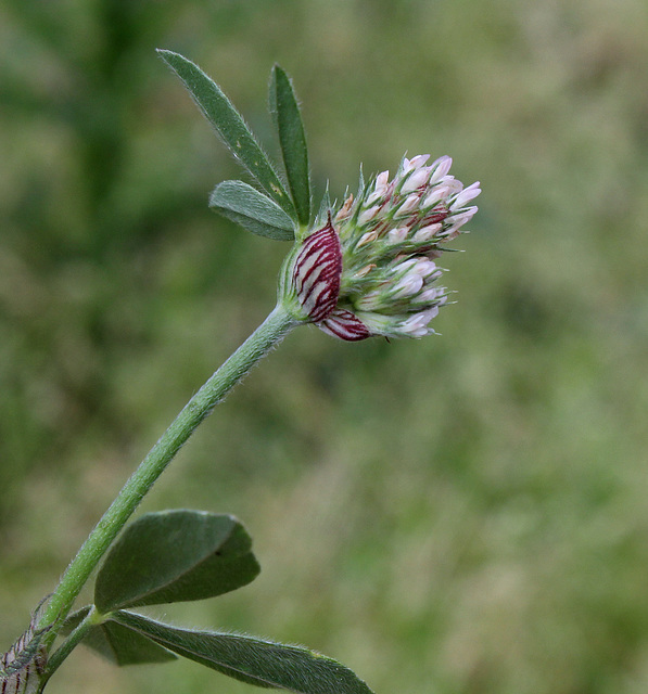 Trifolium striatum (2)