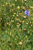 Lein (Flachs)