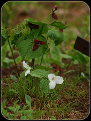 White Trillium