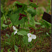 White Trillium