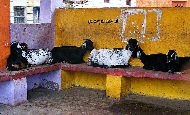 Goats sheltering from the rain