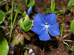 variegated vinca minor