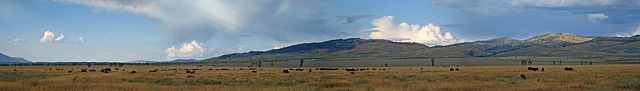 Bison Herd in Grand Teton (1)