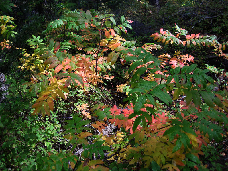 Foliage (0585)