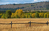 Grand Teton Foliage (1536)