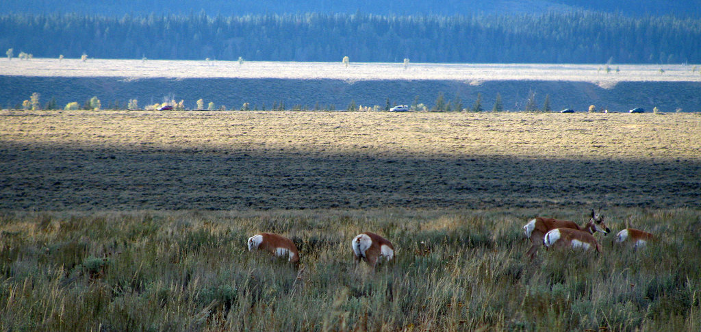 Pronghorn Antelope (1588)